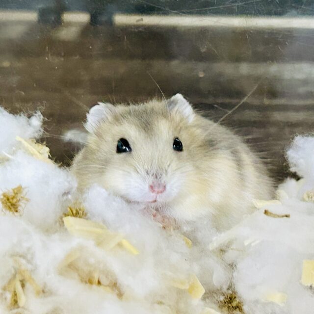 ドワーフハムスター