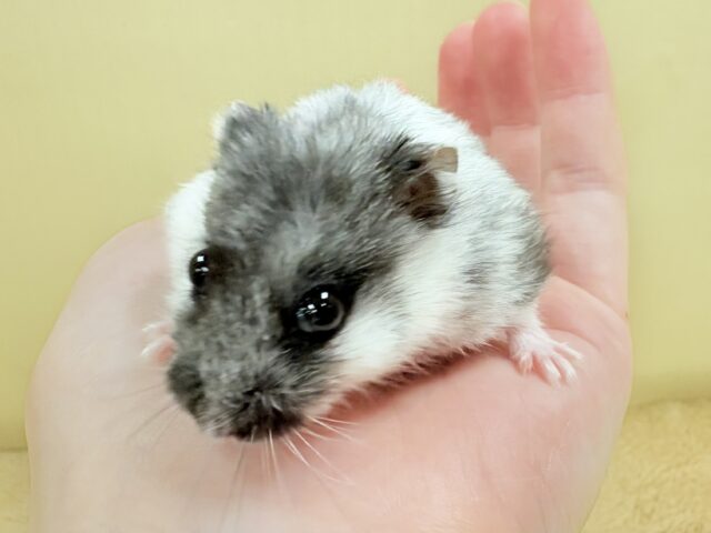 ドワーフハムスターの1種