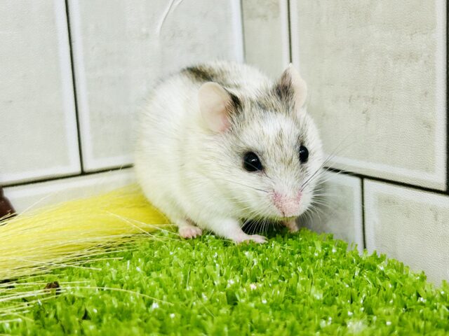 チャイニーズハムスター