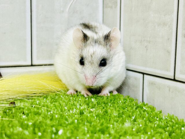 入舎数少な目のレア! チャイニーズハムスター チャイニーズハムスター