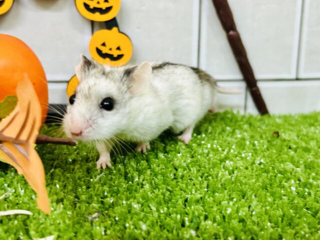 入舎数少な目のレア! チャイニーズハムスター チャイニーズハムスター