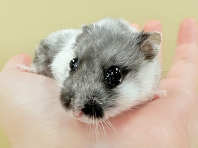 ドワーフハムスターの1種