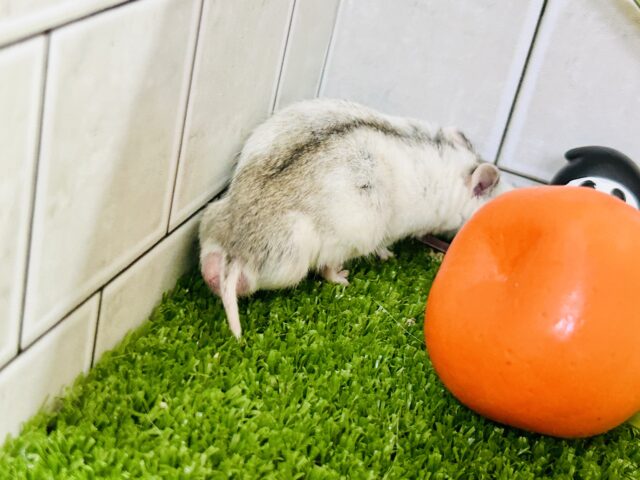 入舎数少な目のレア! チャイニーズハムスター チャイニーズハムスター