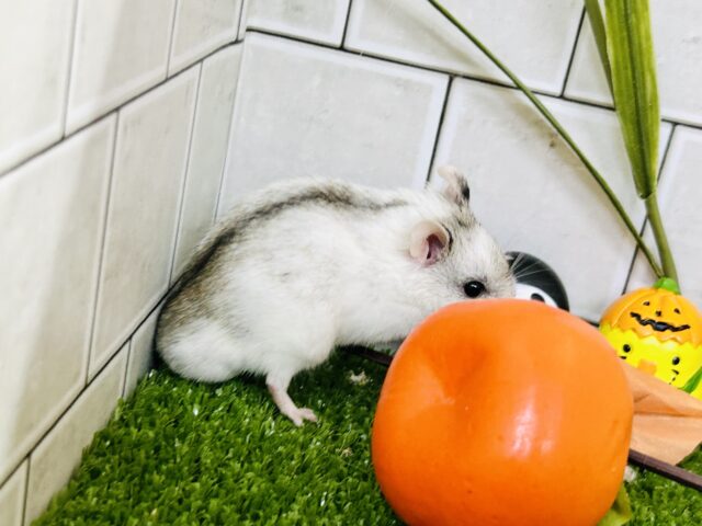 チャイニーズハムスター