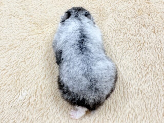 ドワーフハムスターの1種