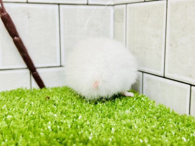 ロングカラーハムスター