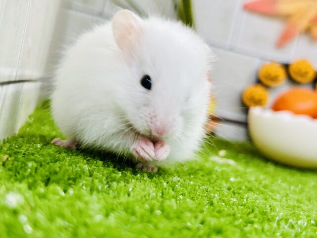 ロングカラーハムスター