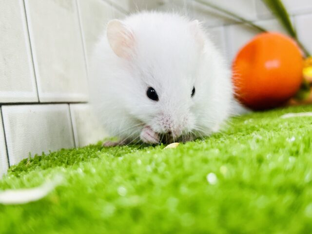 ロングカラーハムスター