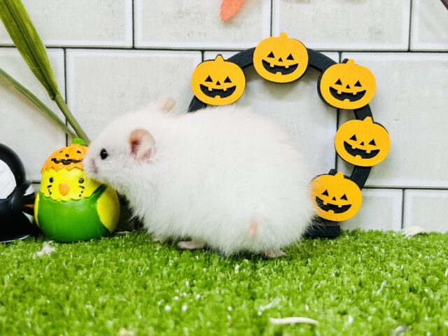 ロングカラーハムスター