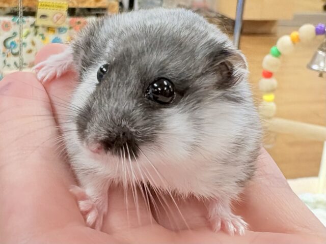 初対面でもグイグイいくぜ😎陽気なマーブルハムスターちゃん‼️✨(女の子)