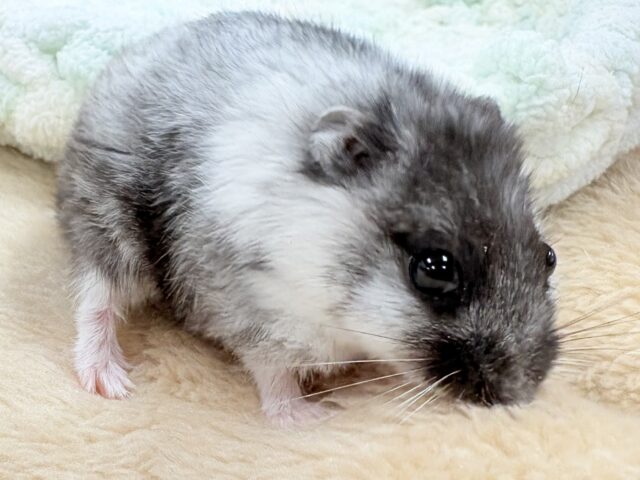 ドワーフハムスターの1種