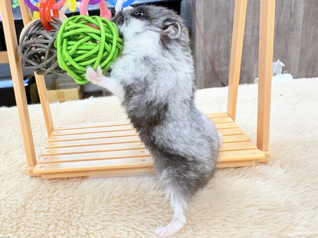 ドワーフハムスターの1種