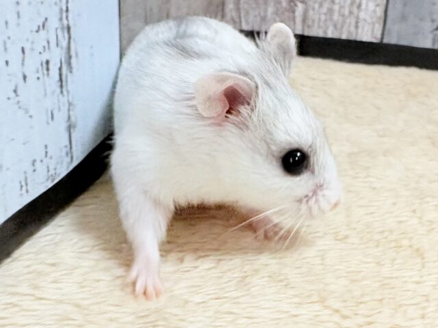 チャイニーズハムスター