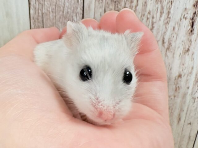 チャイニーズハムスター