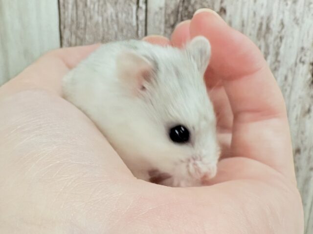 遂にやって来ました‼️レア種✨チャイニーズハムスター❣️(女の子)ホワイト