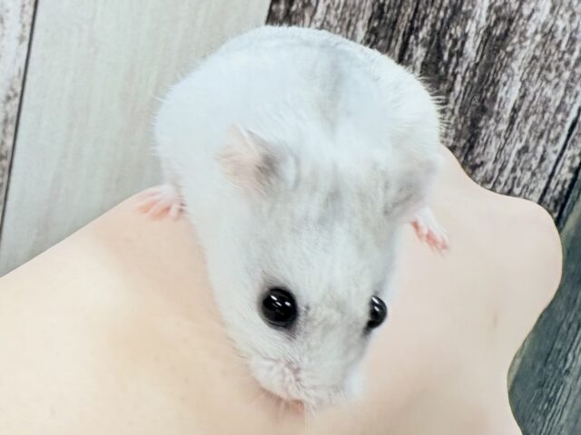 チャイニーズハムスター