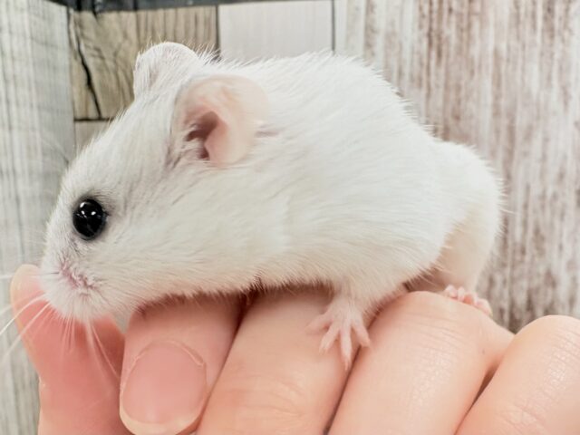 チャイニーズハムスター