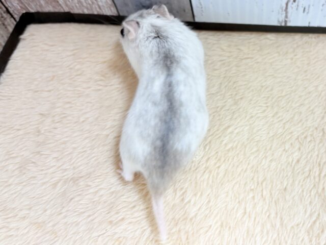 チャイニーズハムスター