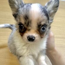 超レア☆。.:＊・゜ロングチワワ男の子