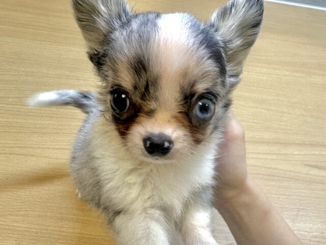 超レア☆。.:＊・゜ロングチワワ男の子