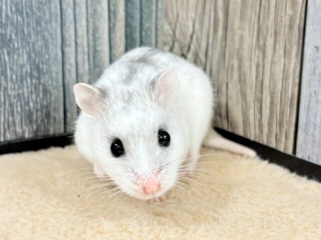 チャイニーズハムスター