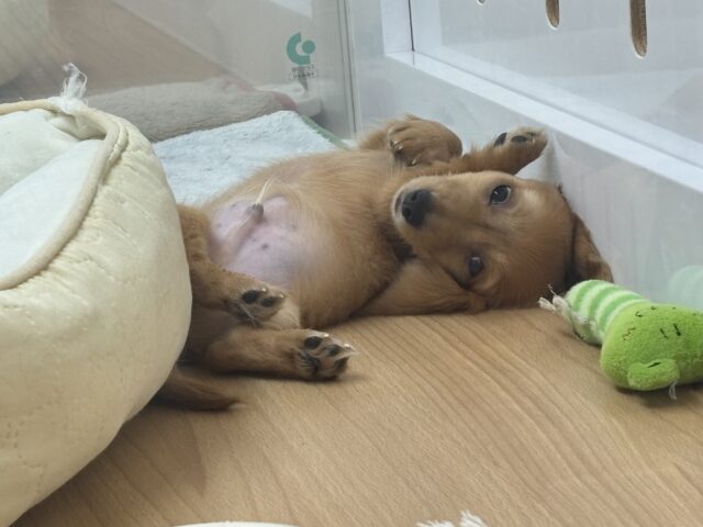 ミニチュアダックス