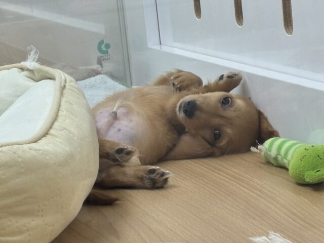 ミニチュアダックス