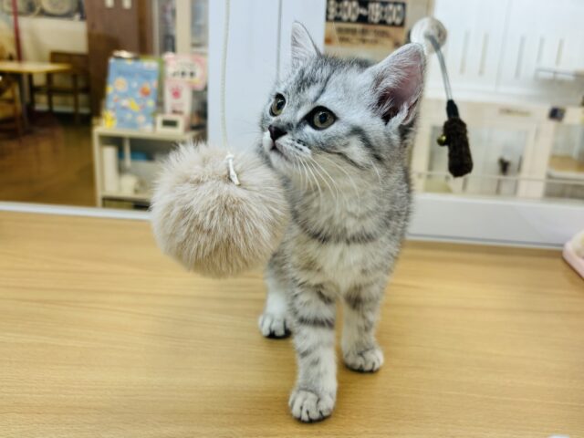 スコティッシュフォールド