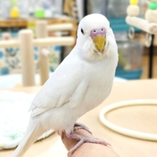 【最新画像】すくすく成長中❕セキセイインコ(ダブルファクター)