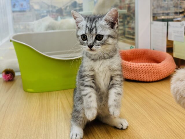 スコティッシュフォールド