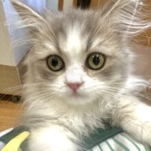 激かわ！♡♡♡ミヌエット男の子