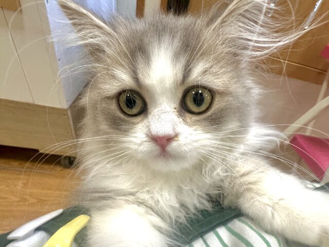 激かわ！♡♡♡ミヌエット男の子