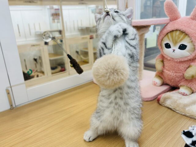 スコティッシュフォールド