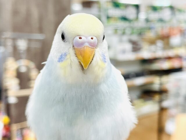 【最新画像】優しいクリームソーダ️️️🩵🍹セキセイインコ(パステルレインボースパングル)