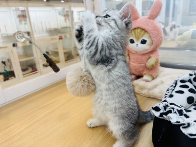 スコティッシュフォールド