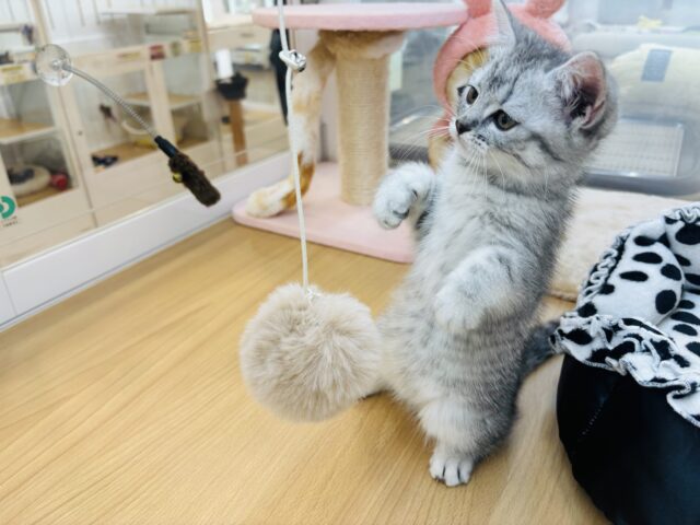 スコティッシュフォールド