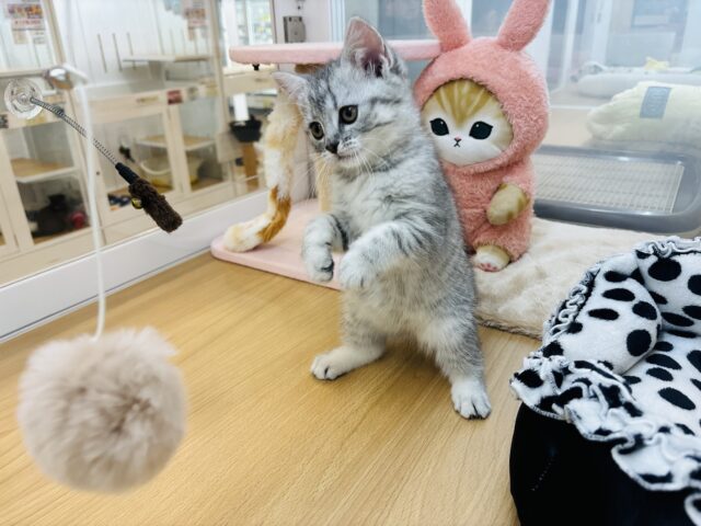 スコティッシュフォールド