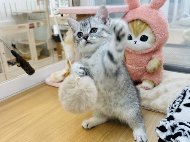 スコティッシュフォールド