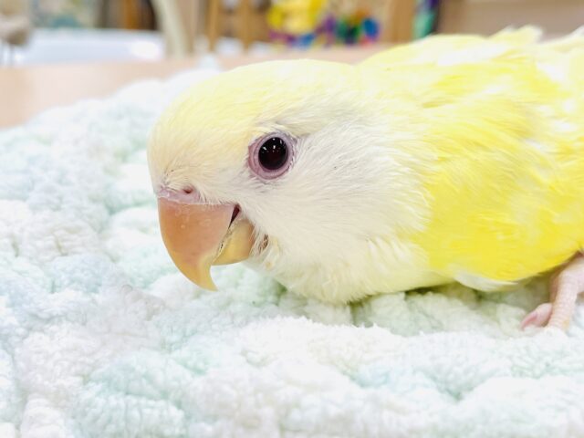 コザクラインコ（小桜インコ）
