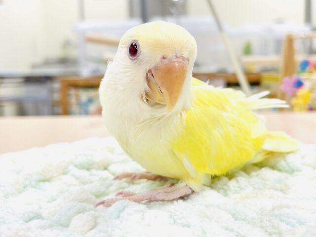 コザクラインコ（小桜インコ）