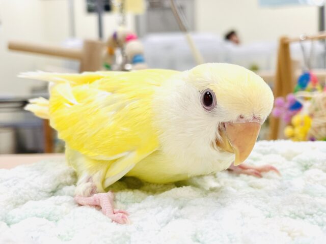 コザクラインコ（小桜インコ）