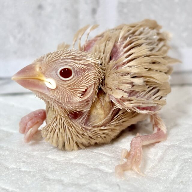 シナモン文鳥 🧡🎃🍁*.+゜