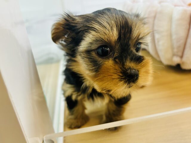 ヨークシャテリア