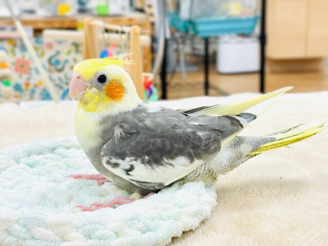 【最新画像】元気いっぱい🧡オカメインコ(パイド)ヒナ オカメインコ