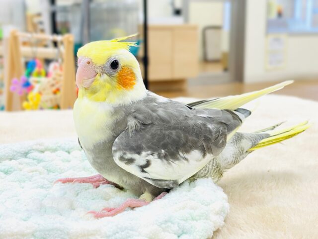 【最新画像】元気いっぱい🧡オカメインコ(パイド)ヒナ オカメインコ