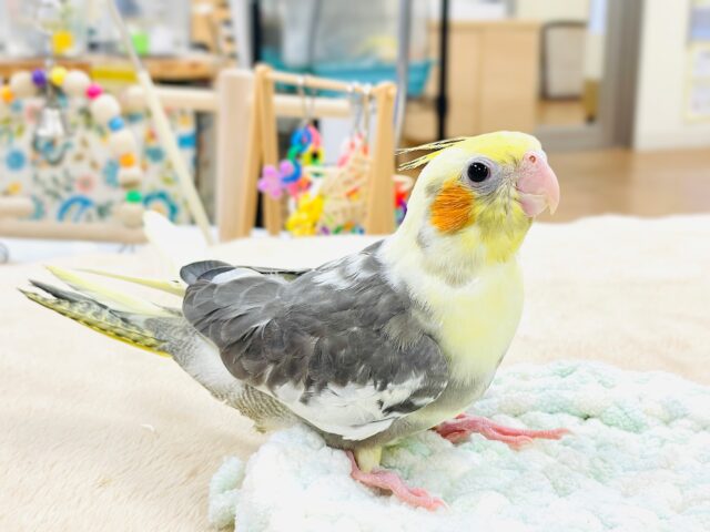 【最新画像】元気いっぱい🧡オカメインコ(パイド)ヒナ オカメインコ