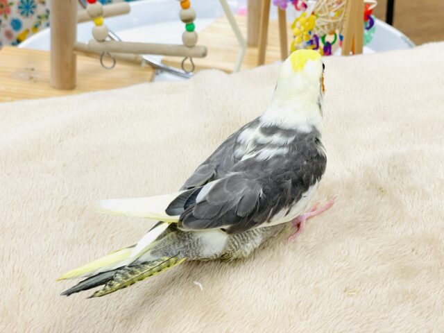 【最新画像】元気いっぱい🧡オカメインコ(パイド)ヒナ オカメインコ