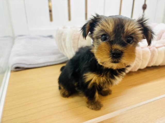 ヨークシャテリア