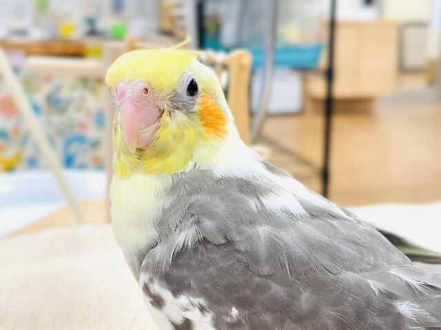 【最新画像】元気いっぱい🧡オカメインコ(パイド)ヒナ オカメインコ