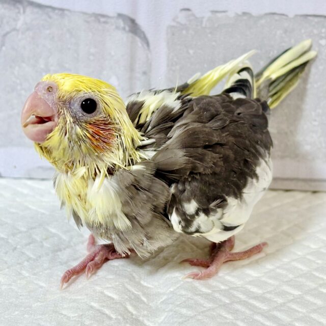 オカメインコ パイド 💛🖤.*･ﾟ